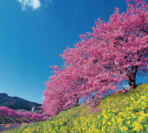 みなみの桜と菜の花まつり
