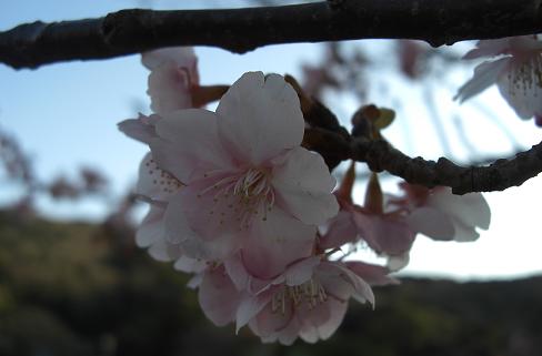 みなみの桜と菜の花祭り