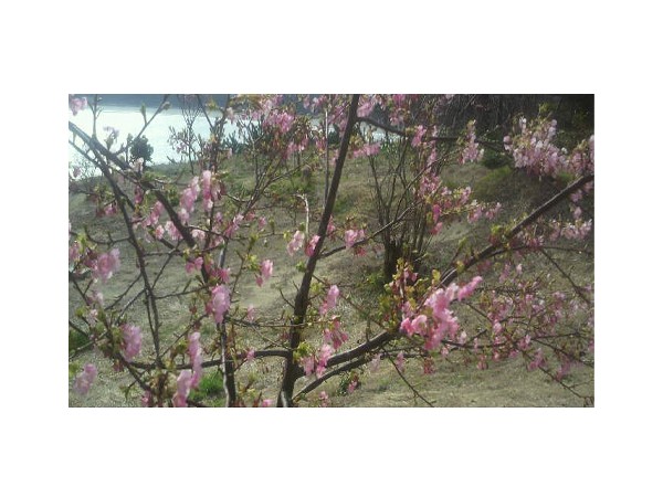 〇文の庭の河津桜です。