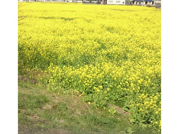 菜の花