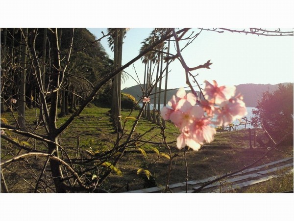 sakura