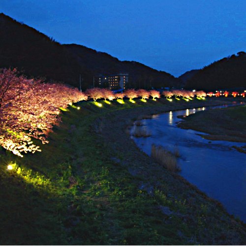 南伊豆の桜