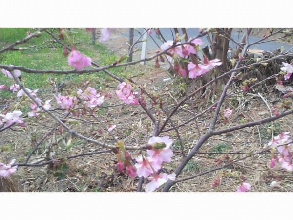 〇文の河津桜