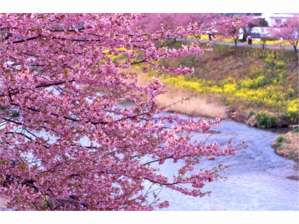 sakua
