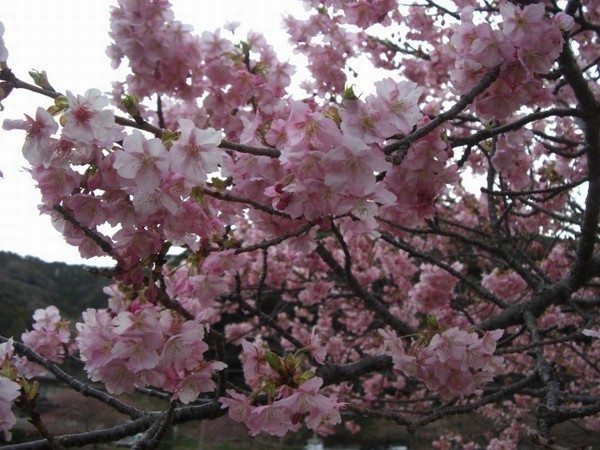 sakura2