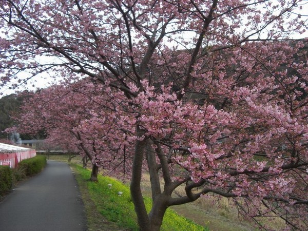 sakura1