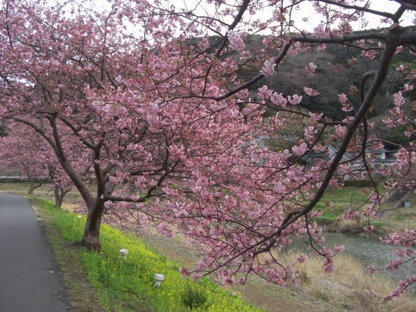 ３月６日開花状況