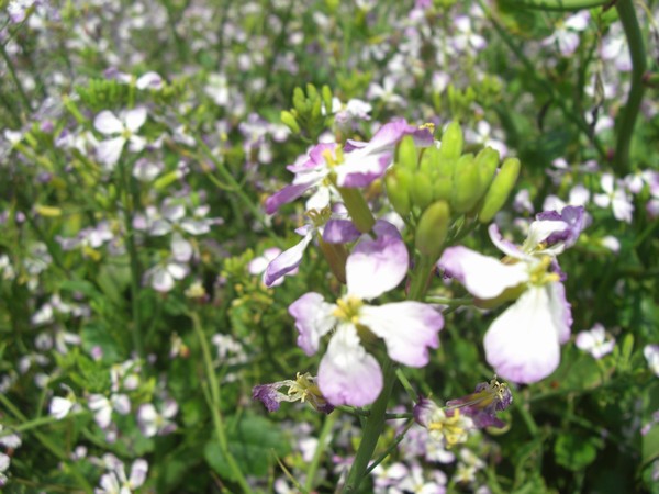 hamadaikon