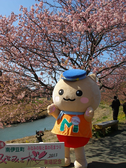 南伊豆の桜とマリにゃん
