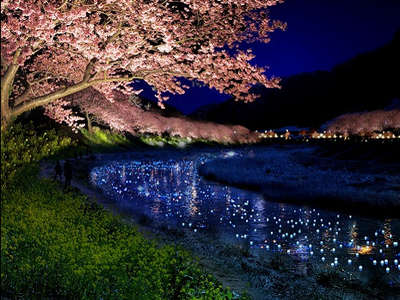 夜桜流れ星