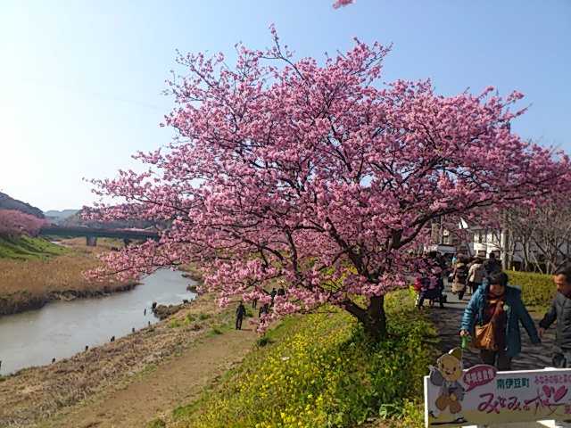 南伊豆の桜　河津桜