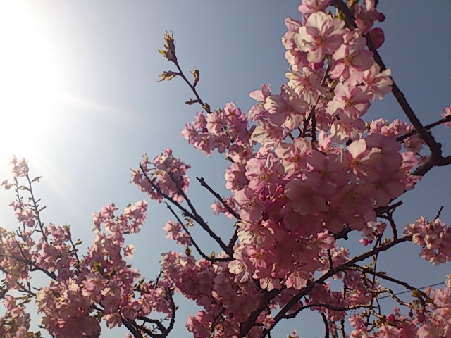 みなみの河津桜