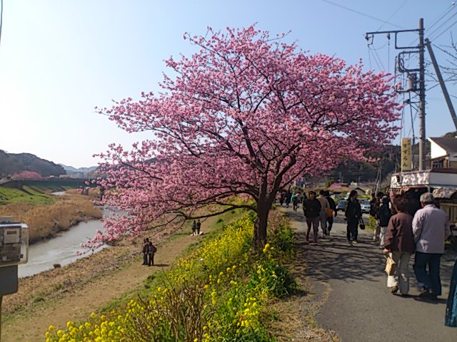 みなみの桜