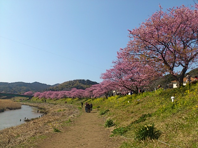 みなみの桜と菜の花まつり