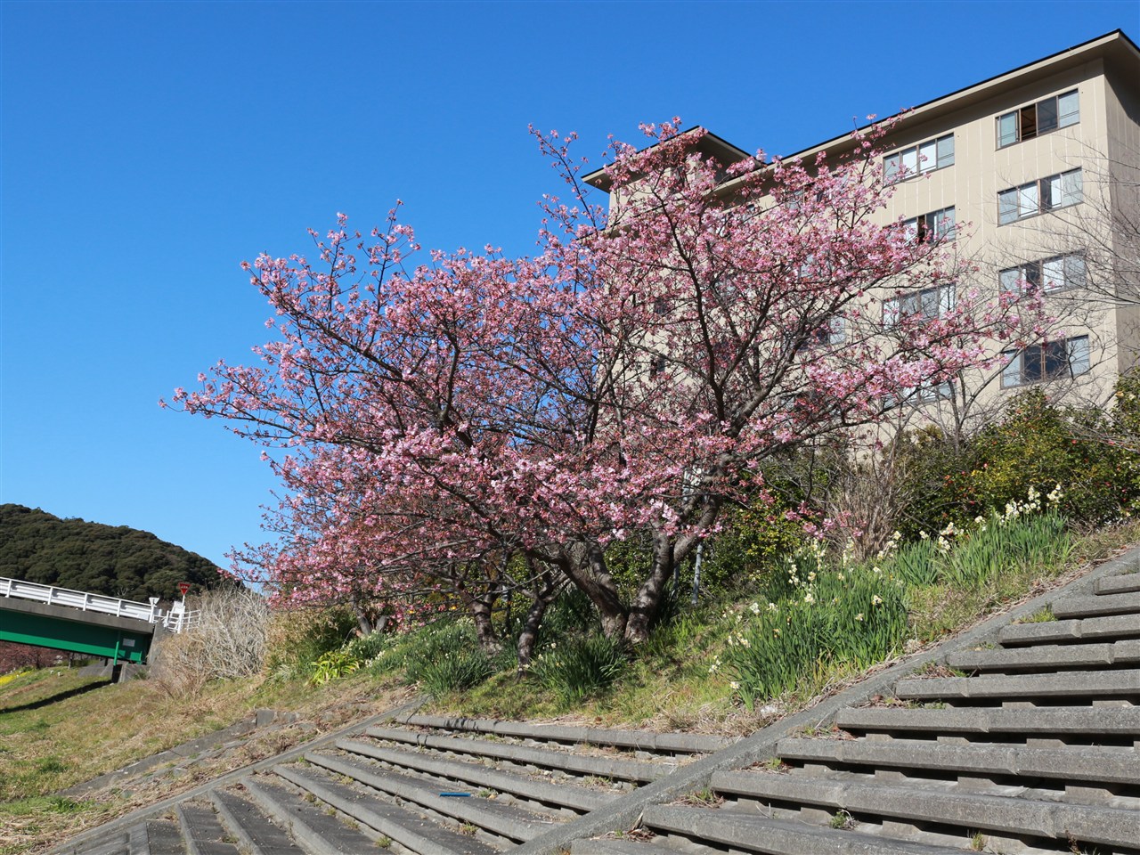 南伊豆の河津桜