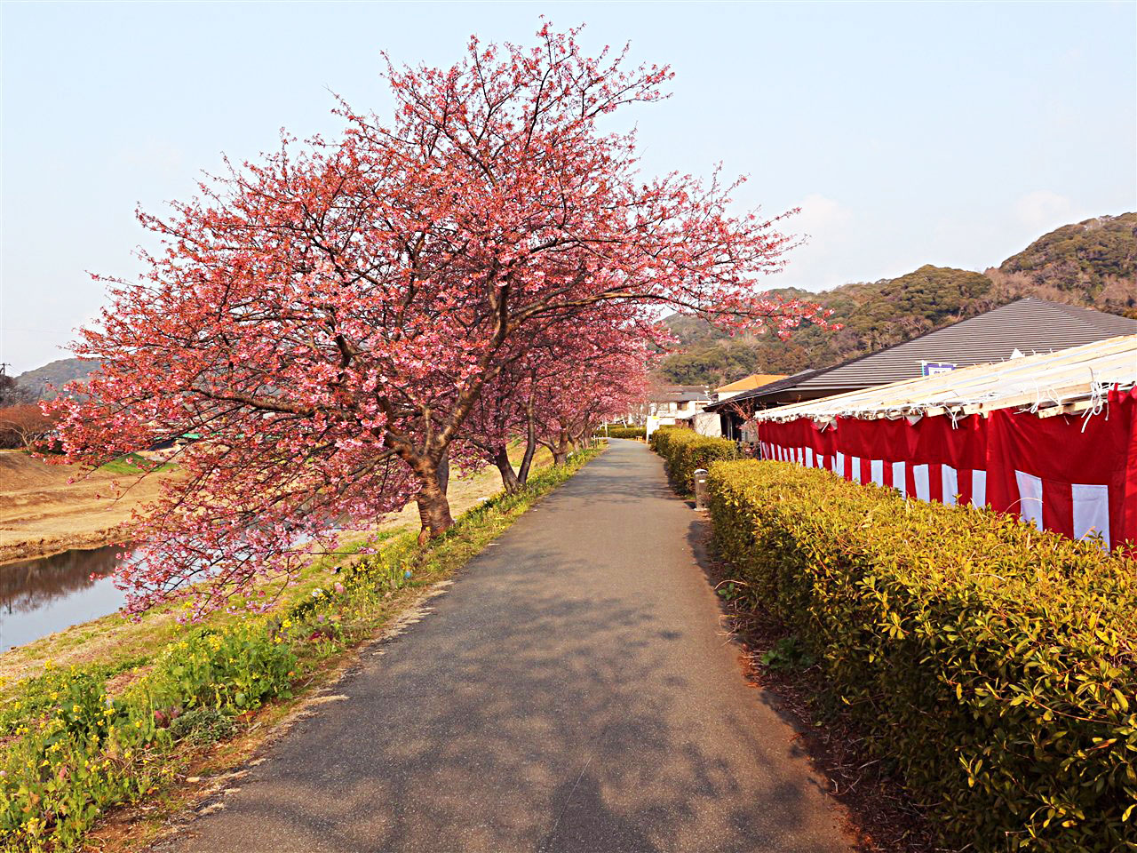 南伊豆の河津桜