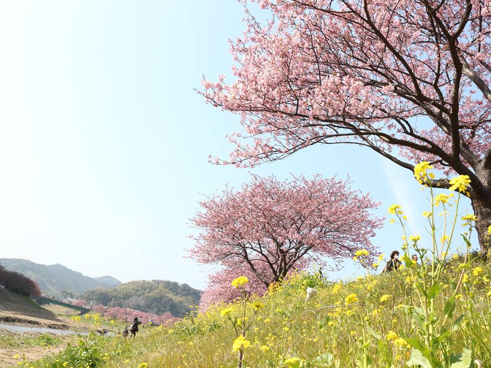 みなみの桜と菜の花まつり