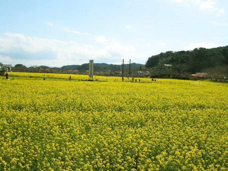 南伊豆の菜の花畑