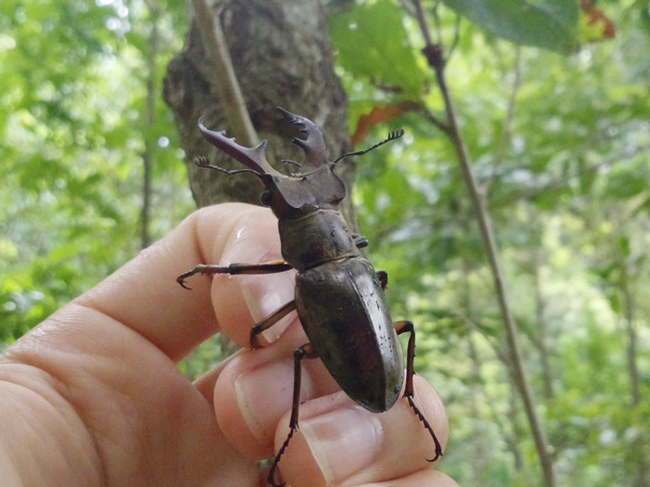 クワガタ獲り